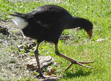 Schne Pukeko-Fe (2) ...
