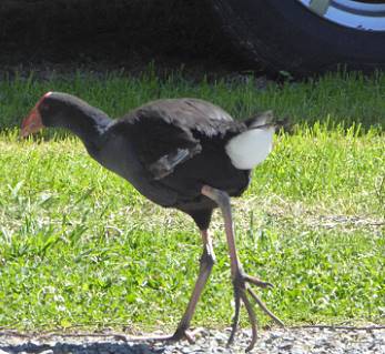 Schne Pukeko-Fe (1) ...