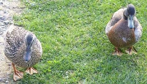 Auch Enten mchten gefttert werden ...