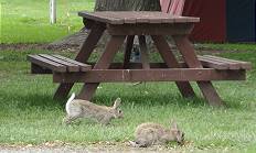 Hschen ohne Grube, aber mit Sitzgruppe ...