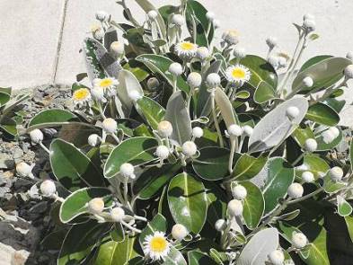 Gewchse am Wegesrand ...