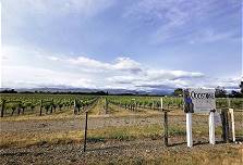 Marlborough Weinanbau ...