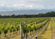 Weinanbau in der Ebene ...