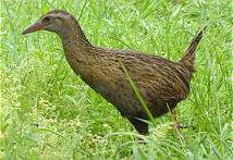 Unser tglicher Weka ...