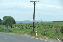 NZ-Nitratproblem: Hunderte Rinder an jeder Ecke ...