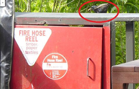 ... und viel Platz für die Vogelaufzucht ... ... und viel Platz für die Vogelaufzucht ...