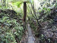 Auf zu seltenen Bumen!