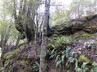 Im Urwald unterwegs ...