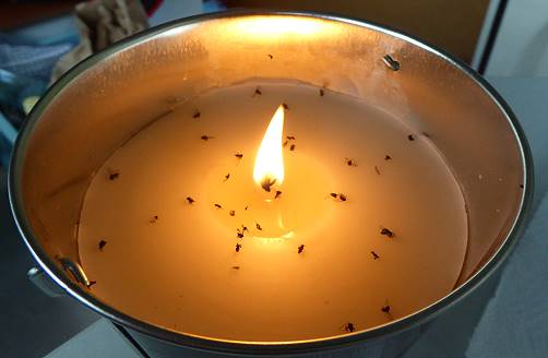 Zitronellakerze als Sandflyfriedhof ...