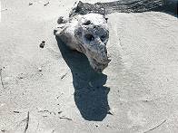 Wer war das wohl ..?