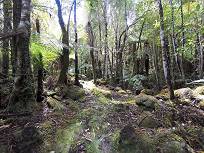 Der Pfad wird ursprnglicher ...