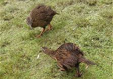 Da knnen sich zwei gar nicht leiden ...