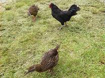 Hahn im Hhnerhof ...