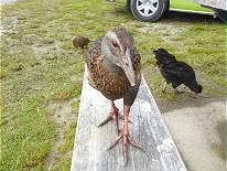 Gste muss man begren ...