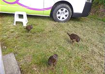 Unauffllige Gste ..?