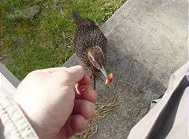 ... und natrlich auch bewirten ...