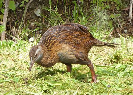 Unsere Weka-Freunde sind noch entfernt ...