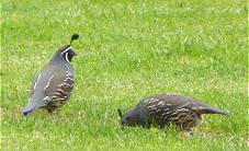 Wachteln mit hbschem Schopf ...