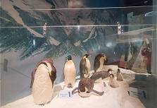 Pinguine gehören hier dazu ... Pinguine gehören hier dazu ...