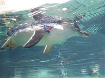 Darauf einen kleinen Rundschwimm ... Darauf einen kleinen Rundschwimm ...