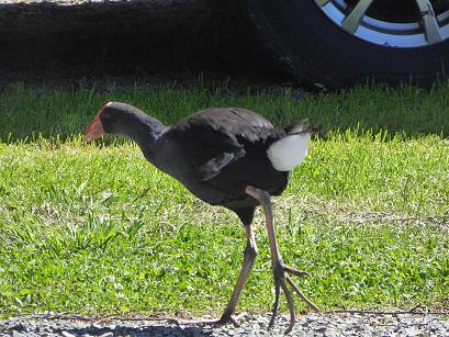 Pukeko