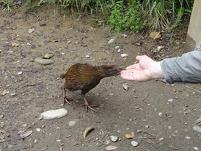 Weka