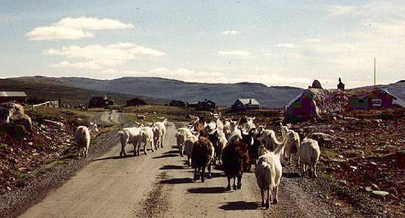 Auf dem Jontunheimen-Weg ...