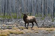 Wieder mal Elche ...