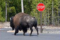 Stopschild beachten ..?