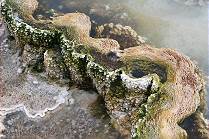 ... und Schnheit im Detail ...