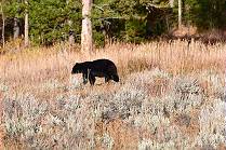 Brenspray griffbereit?