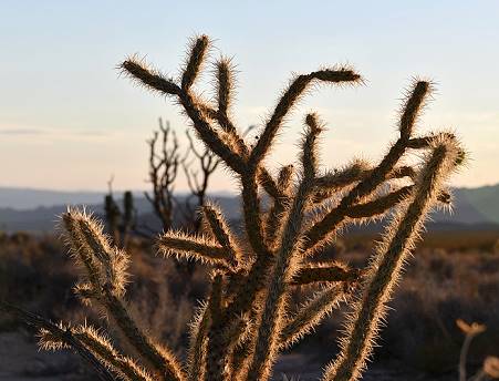Noch mehr Kakteen ...