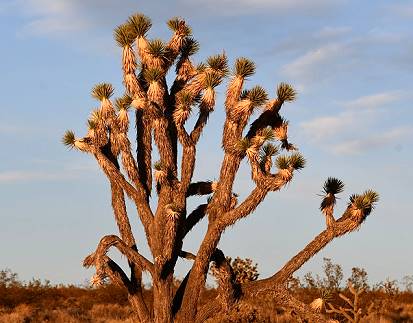 Joshua Tree