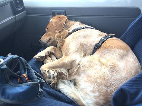 ... und mder Hund ...