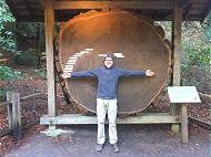 Mchtig: Redwoodbume ...