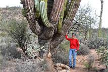 Gigantisch: Kakteen ...