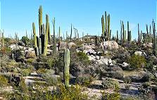 Wachstum zwischen Wiesenflchen und Steinquadern ...