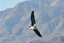 ... und majesttischer Abflug ...