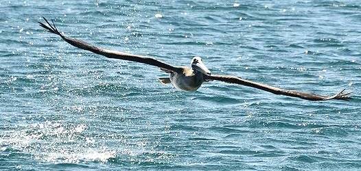 Tiefflieger auf der Suche ...