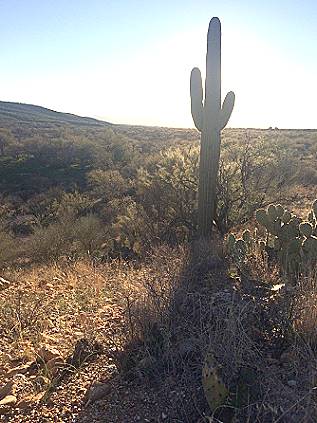 Tuscon, Catalina State Park
