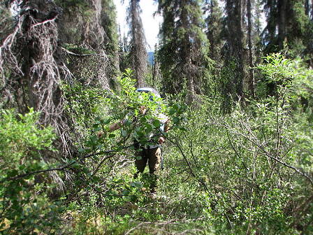 Heftiger Unterbewuchs ...