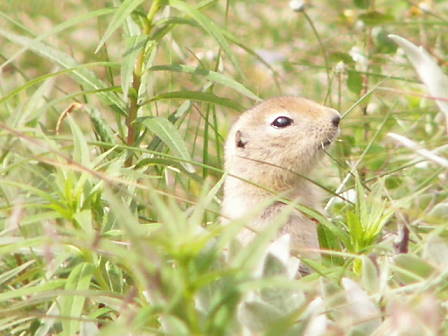 Erdmnnchen als Begleiter ...