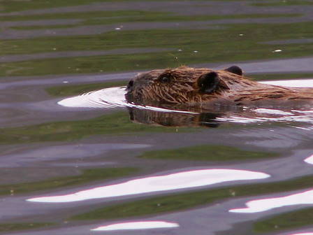 Eifrige Bauarbeiter ...