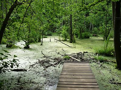 Sumpf neben dem Herthasee, ganz ohne Mcken!