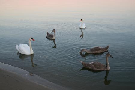 Schwanenfamilie beim abchillen ...