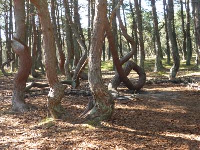 Hier rockt der Wald ...