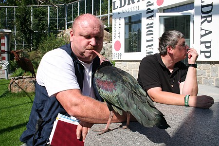 Wo dich der Waldrapp ksst ...