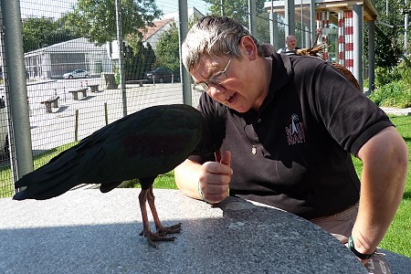 Rosa, die Seele des Geheges, aber Besucher sind auch interessant  ...