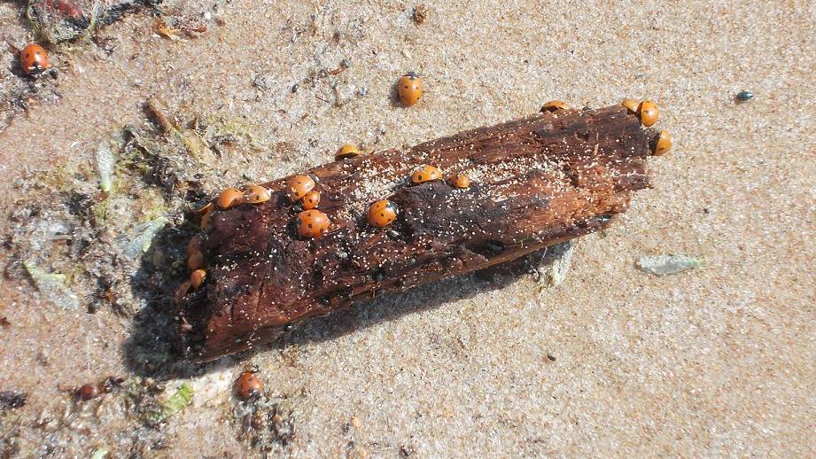 Marienkäfer satt! Marienkäfer satt!