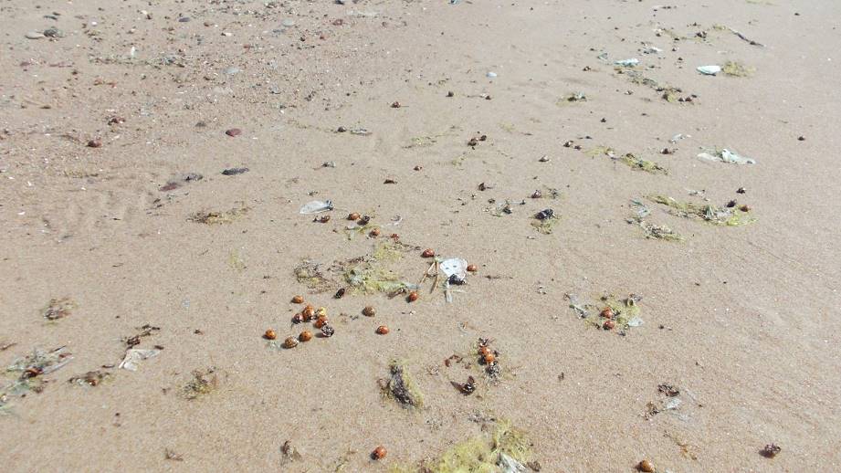 Wohin wolllen die wohl alle ..? Wohin wolllen die wohl alle ..?